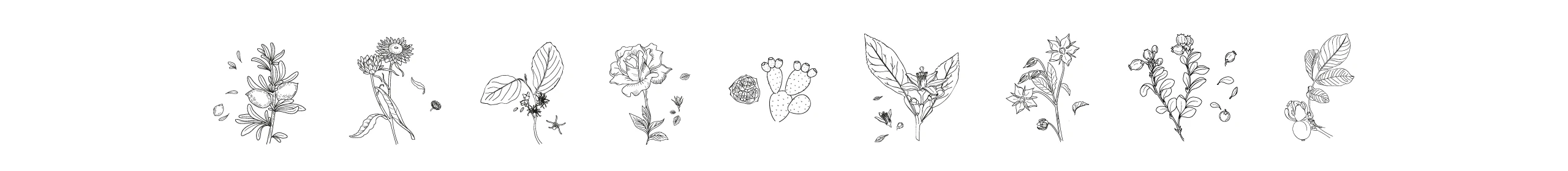 illustration de plante pour les packagings produits